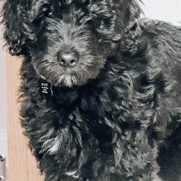 Australian Labradoodle, Goldendoodle, and Poodle Puppies from Aloha Doodles & Poodles