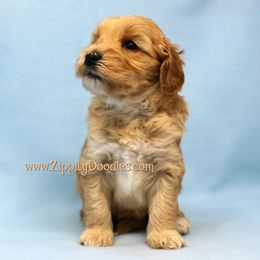 Goldendoodle Puppies from Zippity Doodles