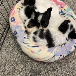 Papillon Puppies from Heise Papillons