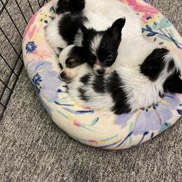 Papillon Puppies from Heise Papillons