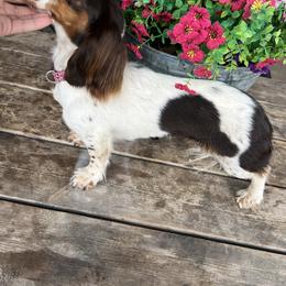 Lainey - Dachshund