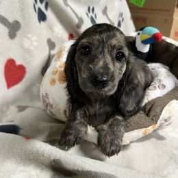 Maroon - Brindle female Dachshund puppy in Cumby, Texas from Dog Daze Ranch