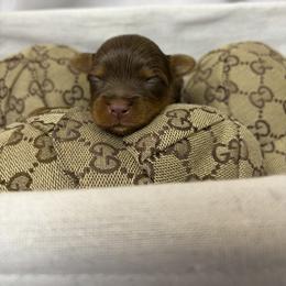 Buttercup - Chocolate, tan and white male Yorkshire Terrier puppy in Illinois from Pretty Little Yorkies