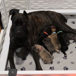 Cane Corso Puppies from Paw city llc
