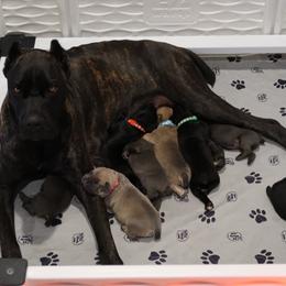 Cane Corso Puppies from Paw city llc