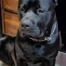 Cane Corso from Forever Strong kennel