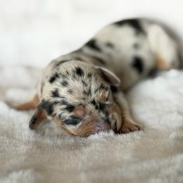 Black and Tan Dapple 1 - Dapple female Dachshund puppy in Harmony, North Carolina from Schuster Haus