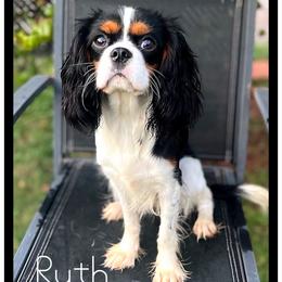 Ruth - Cavalier King Charles Spaniel