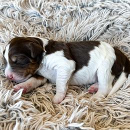Orion - male Golden Mountain Doodle puppy in New River, Arizona from Sonoran Standard Doodles
