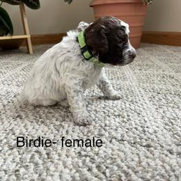 Birdie - Brown female Lagotto Romagnolo puppy in Minster, Ohio from 1880 Lagotto