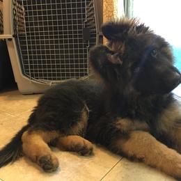 German Shepherd Puppies from Vom Hillhaus