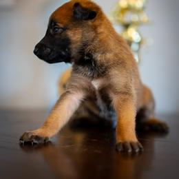 Denver - Fawn male Belgian Malinois puppy in Lincoln, Nebraska from Nebraska K9