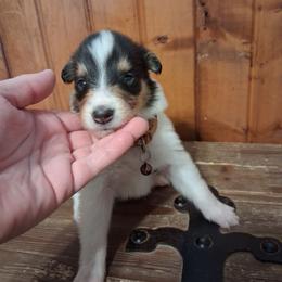 Boy 2 - Black white and tan male Collie puppy in Montpelier, Virginia from Gun Barrel Collies