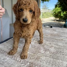 Florence - Red  female Poodle puppy in Fairfield, California from Choice Red Standards