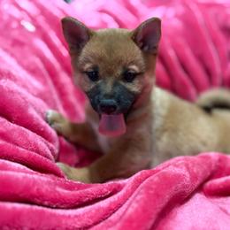 Queen Alexandrina Victoria - Red female Shiba Inu puppy in Las Vegas, Nevada from AKZ Shiba Inus
