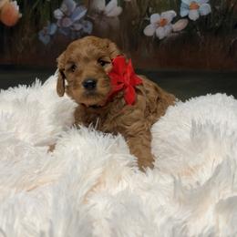Carver - Red  male Goldendoodle puppy in Stroudsburg, Pennsylvania from Momma’s Mini Goldendoodles