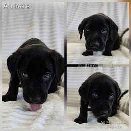 Aimèe (Aqua Collar) - Black female Labrador Retriever puppy in Boyd, Minnesota from Lindley Labradors