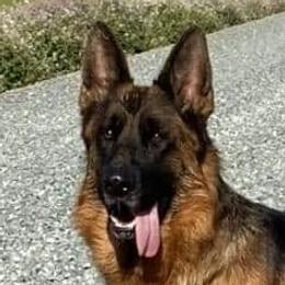 Scarlett - German Shepherd