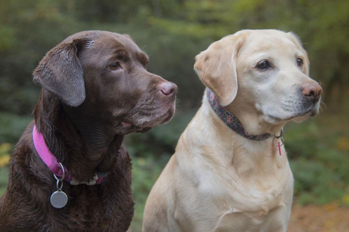 Labrador Retriever