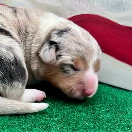 Isolabella - Blue merle and white female American Corgi puppy in Crystal River, Florida from Coopers Korner