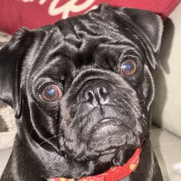 Tala - Pug