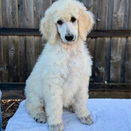 Lily - Cream female Poodle puppy in Roseville, California from Aura & Luxe Poodles