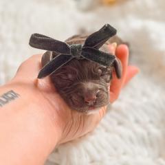 Indie - Chocolate female Double Doodle puppy in Cleveland, Tennessee from Edgewater Doodles & Designer Pups