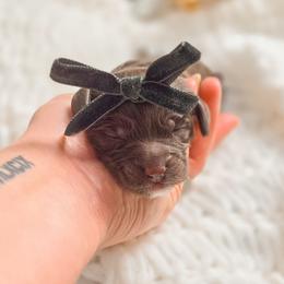 Indie - Chocolate female Double Doodle puppy in Cleveland, Tennessee from Edgewater Doodles & Designer Pups