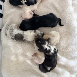 Dachshund Puppies from Rockin F6 Miniature Dachsunds
