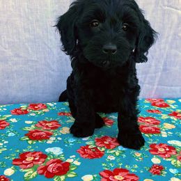 Aussiedoodle, Australian Shepherd, Bernedoodle, Cockapoo, and Poodle Puppies from Sis' Doodles & Poodles