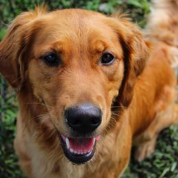 Harper - Golden Retriever