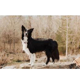 Evie - Old Time Scotch Collie