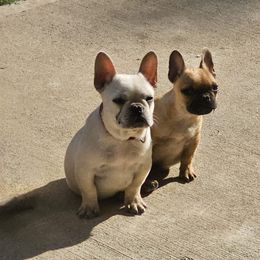 French Bulldog puppies from Iglesias k9