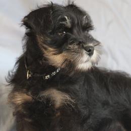 Miniature Schnauzer puppies from Crooked Tree Ranch