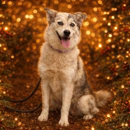 Amber - Pomsky