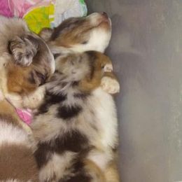 Australian Shepherd Puppies from Timber Creek Aussies