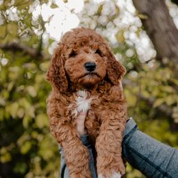 Goldendoodle and Sheepadoodle Puppies from Red River Goldendoodles