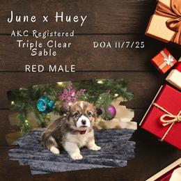 Red male - Sable male Pembroke Welsh Corgi puppy in Campbellsburg, Indiana from Kates Corgis