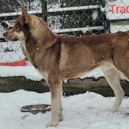 Trace - Siberian Husky
