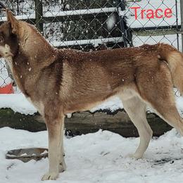 Trace - Siberian Husky