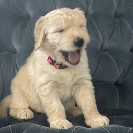 Goldendoodle Puppies from RKay K9s