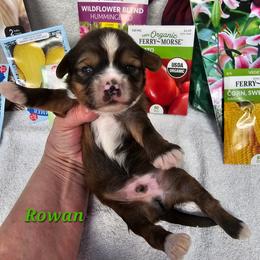 Rowan - Sable male Tibetan Terrier puppy in Dorena, Oregon from Angel Tibetans Of Oregon