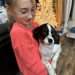 Cavalier King Charles Spaniel and Cavapoo Puppies from Hattie’s Texas Cavapoos