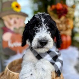 Big Papi - Parti male Goldendoodle puppy in Palm Beach, Florida from Cuddly Doodles
