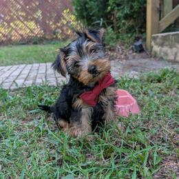 Bear - Black and tan male Yorkshire Terrier puppy in Columbia, South Carolina from Forever Yourkies 🐾