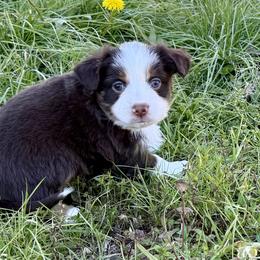 George - Red tri male Miniature Australian Shepherd puppy in College Station, Texas from South Paw Toy Aussies
