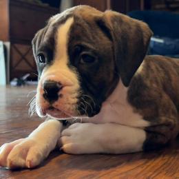 Boy 2 - Brindle male Boxer puppy in Prestonsburg, Kentucky from Bre’s Boxers