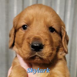 Skylark (Light Blue Collar) - Dark golden male Golden Retriever puppy in Scurry, Texas from 07 Seven Oaks Goldens and Doodles