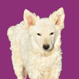 Moonshine - White female Mudi puppy in Benson, Arizona from Twisted Acres Border Collies and Mudi
