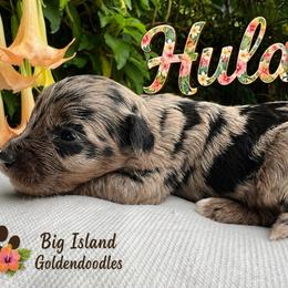 Hula - Merle female Goldendoodle puppy in Willits, California from Big Island Goldendoodles